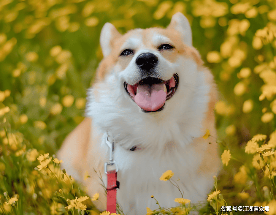 一只狗有这7个迹象,说明它是“旺家狗”,好好珍惜吧!_狗狗_主人_家庭