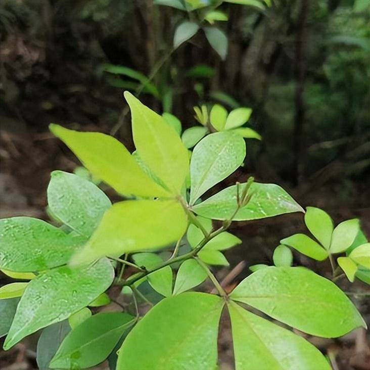 手把手教你认清中草药植物500种