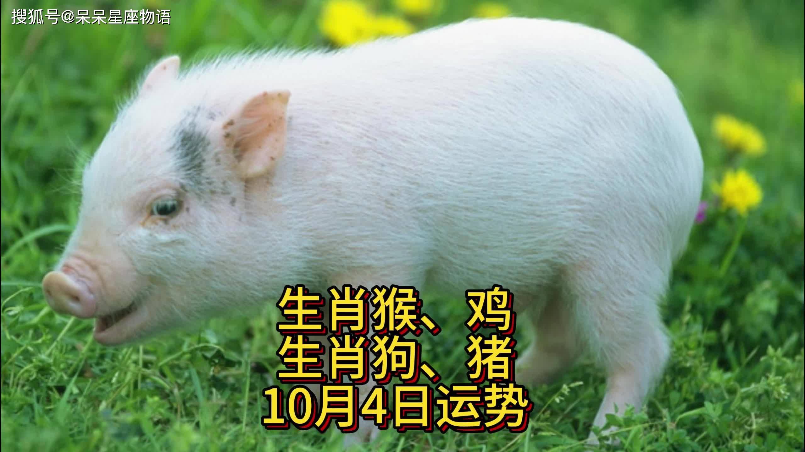 s生肖运势天天看(生肖运势天天看百嬉婚姻网)