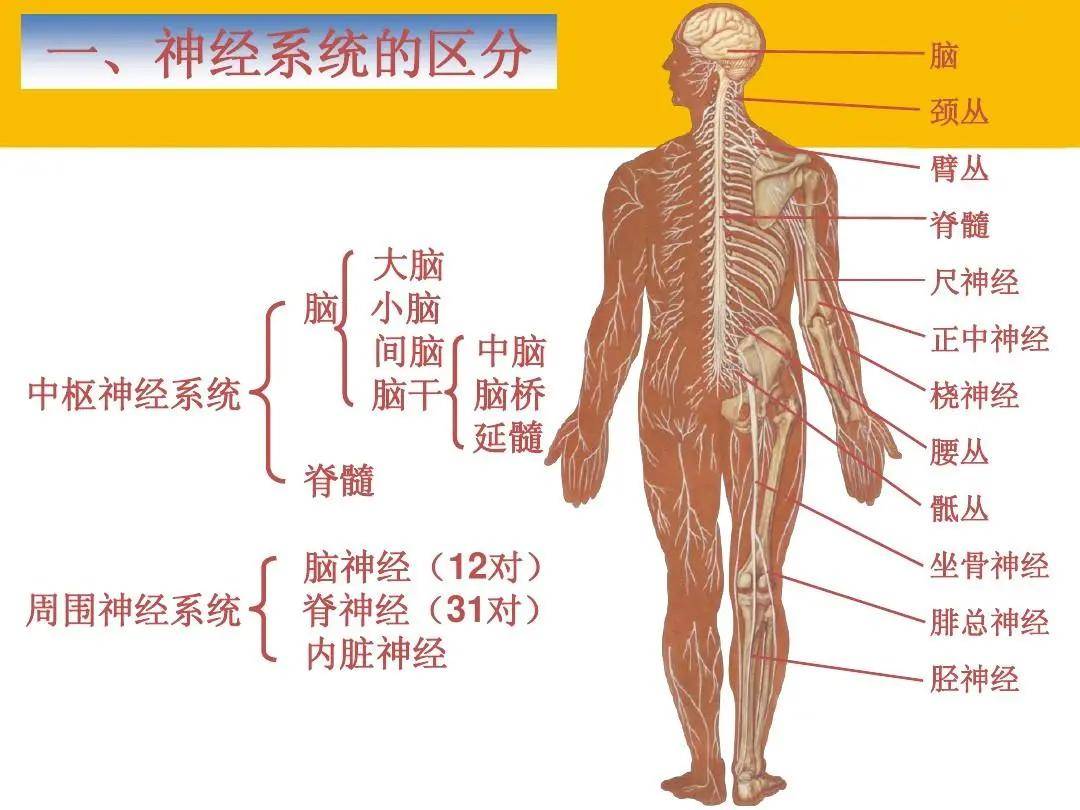 神经系统构成与功能