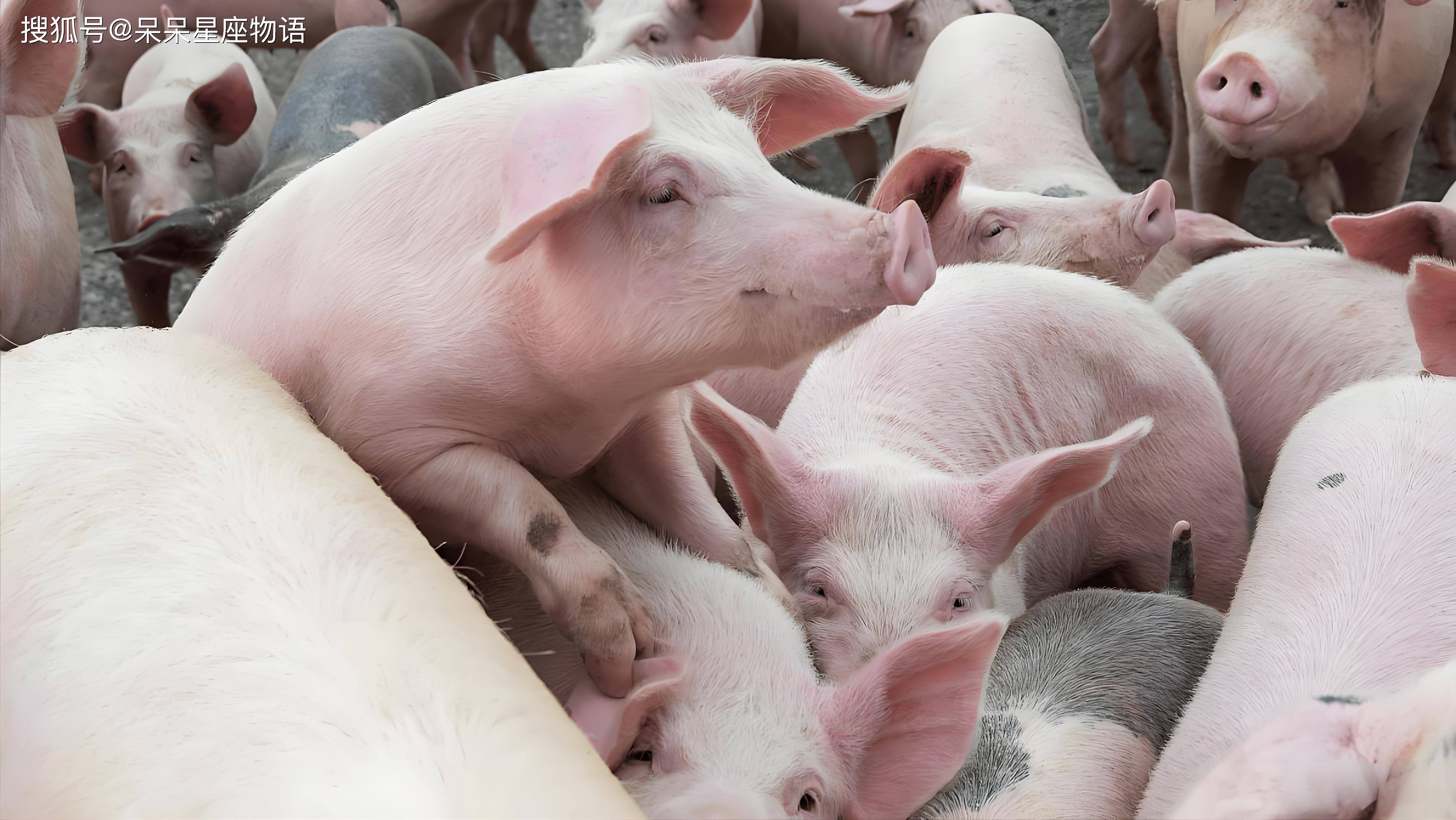 生肖狗7月29号运势查询(生肖狗7月29号运势查询今年)