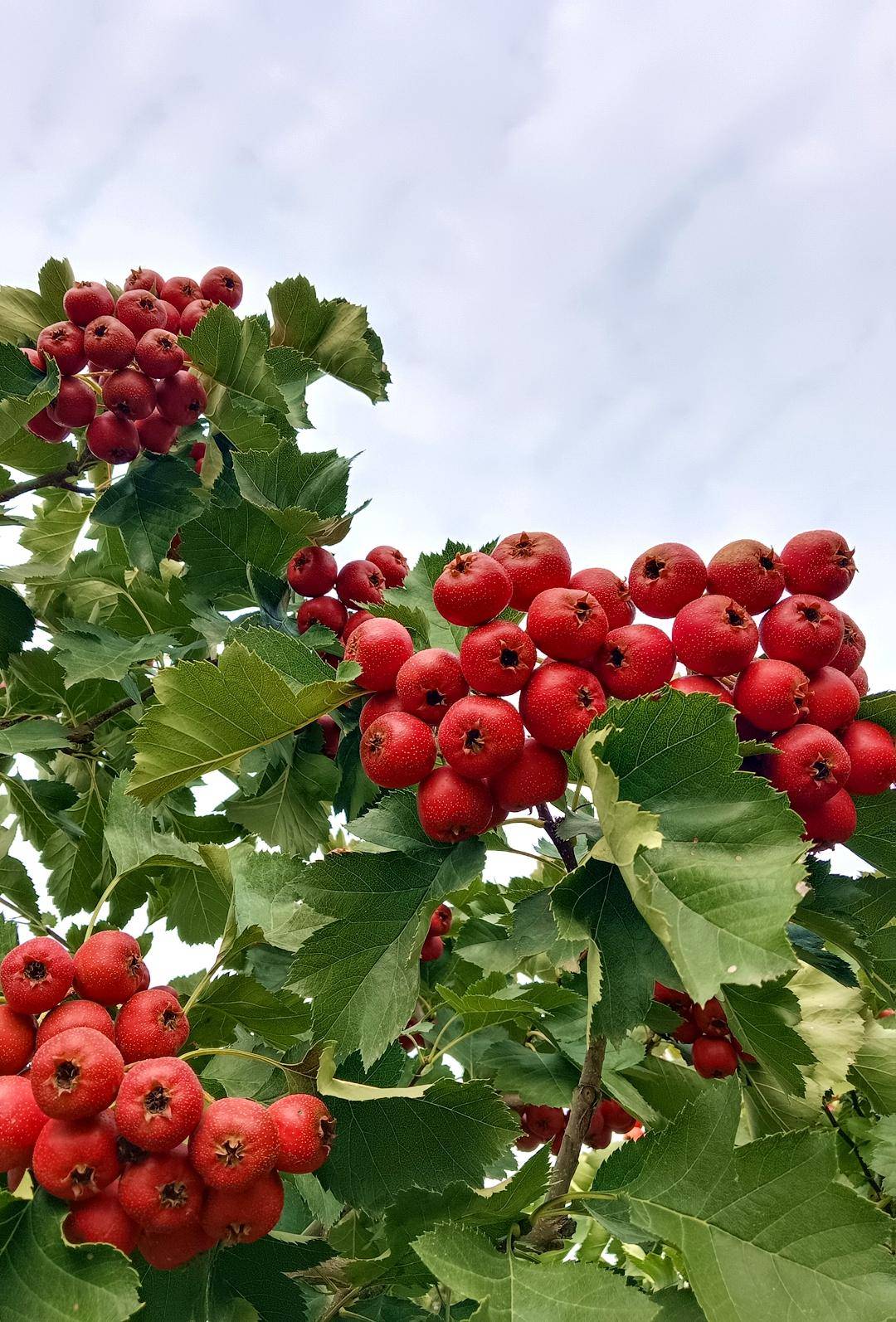 三农头条|晋庄山楂红 丰收乐无穷