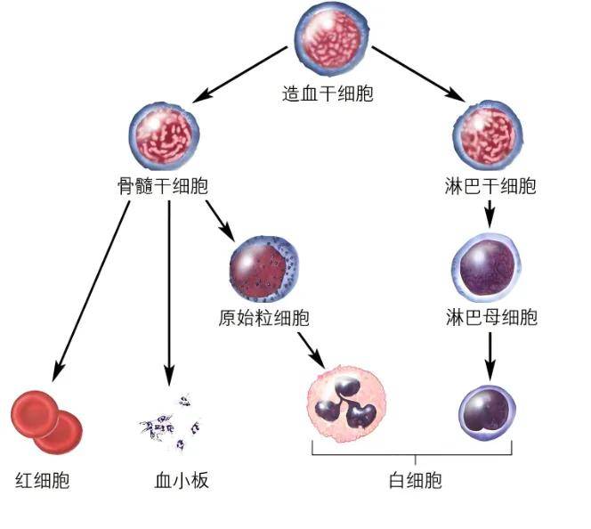 造血过程图片