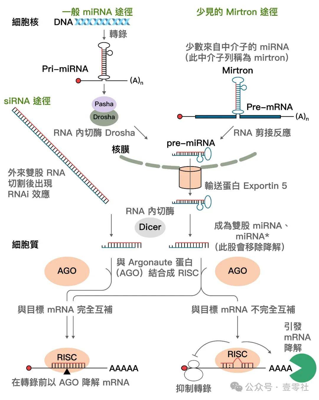 DNA的功能图片