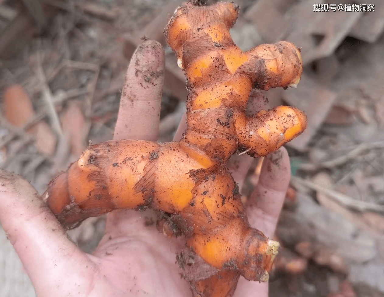 这植物块根酷似生姜,俗称"姜黄",可食可入药可染色,遇到别错过!