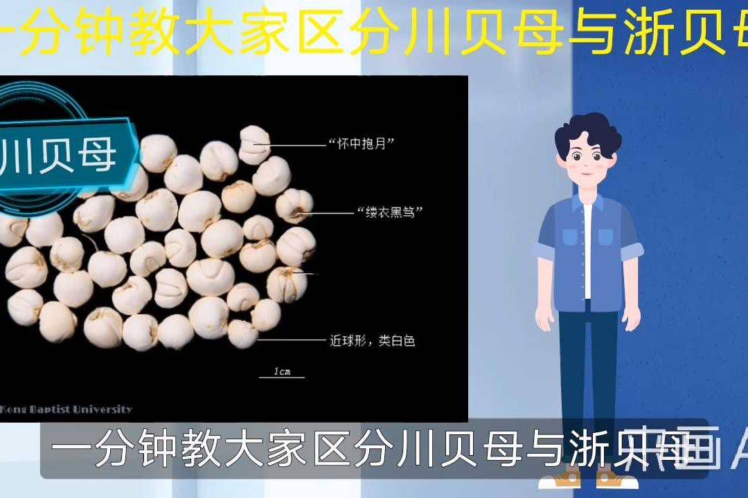 一分钟教大家区分川贝母与浙贝母