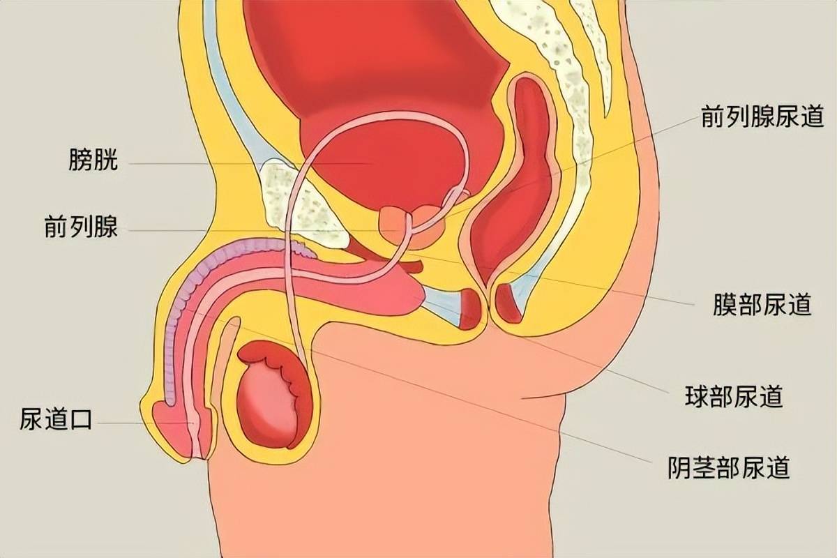 常见的前列腺问题有哪些?