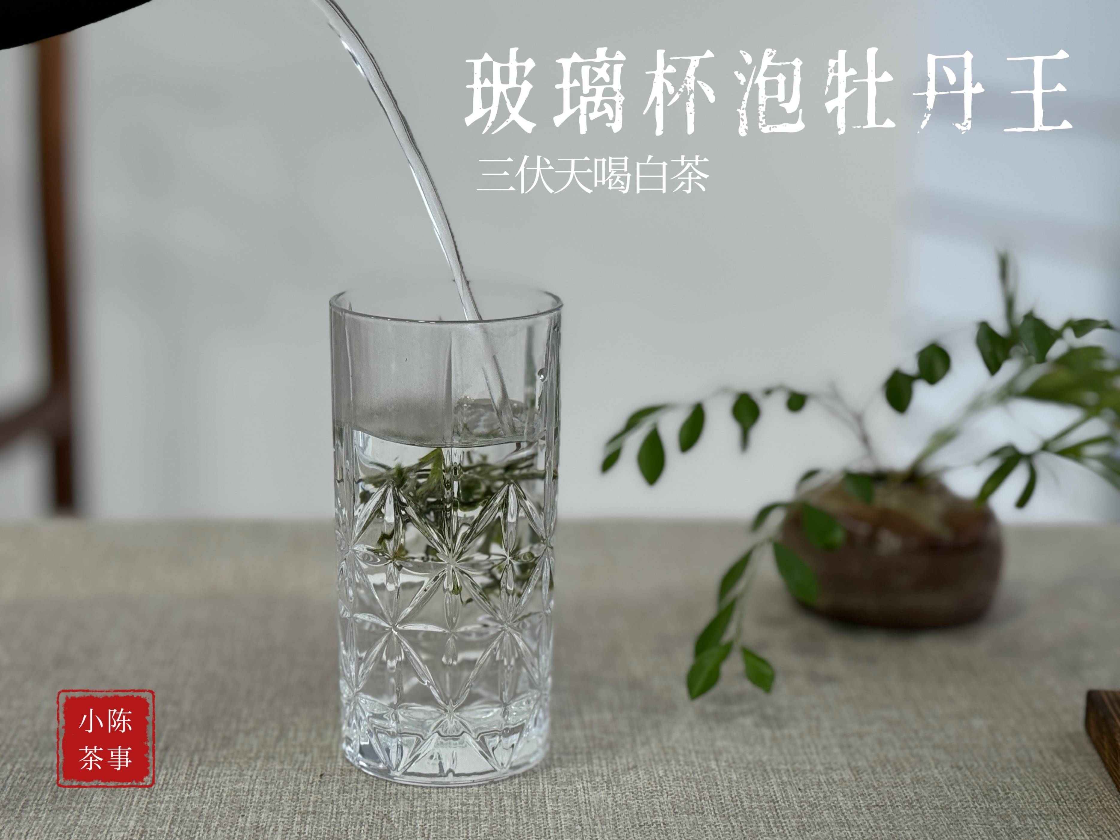 原创
            白茶的3种常见喝法，盖碗泡、玻璃杯泡、煮茶，都可以留底汤吗？-第6张图片-福建名茶