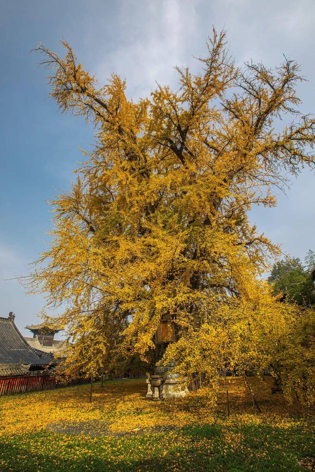 古观音禅寺银杏树参观要提前3天预约