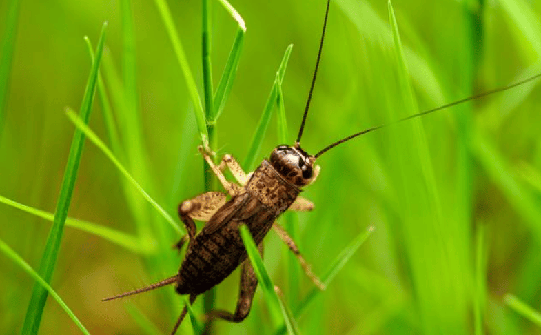 为蟋蟀返乡堪比春运