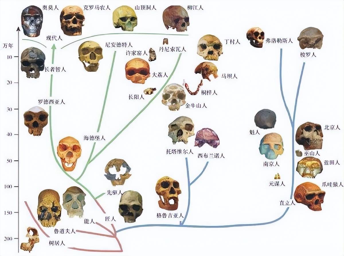 人类_智人_直立人