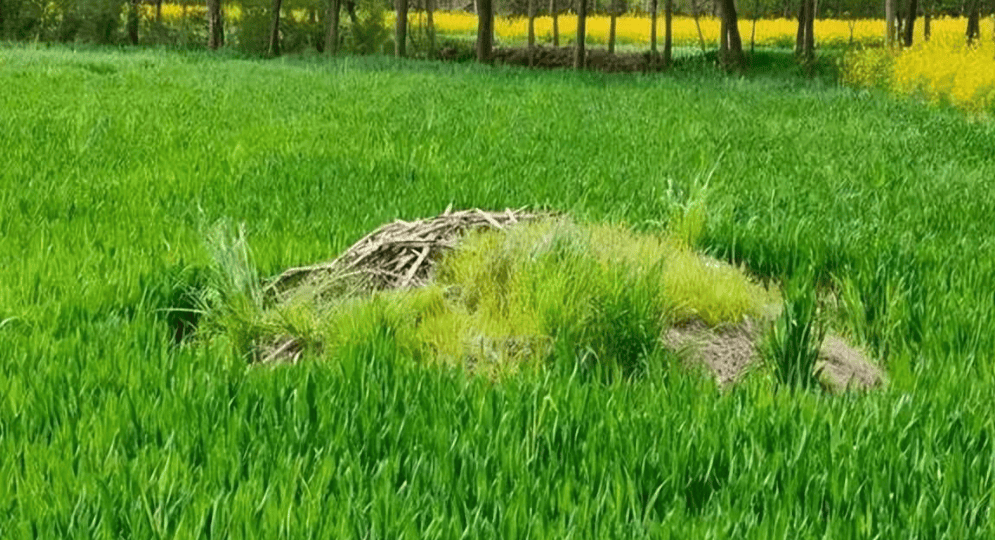 俗话说:"坟头长草家生金",祖坟长草是好事!到底该不该清理?