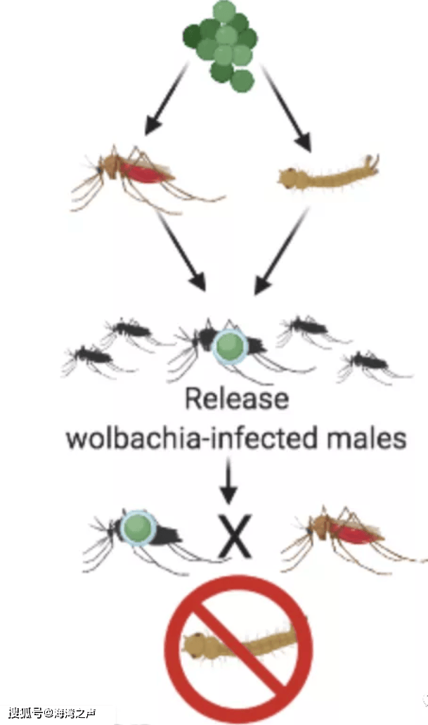 雄蚊子为什么不吸血
