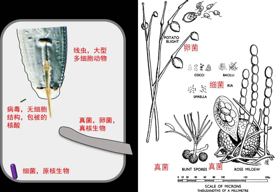杀菌剂灌根需谨慎，这些要点要牢记_根系_药剂_作物