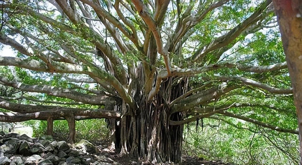 菩提树本来是生活在印度的一种树木,在古时候传入我国之后,主要分布在