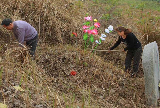 寒衣节祭祖,"坟头长草家生金",坟头长草不能清理吗,有道理?