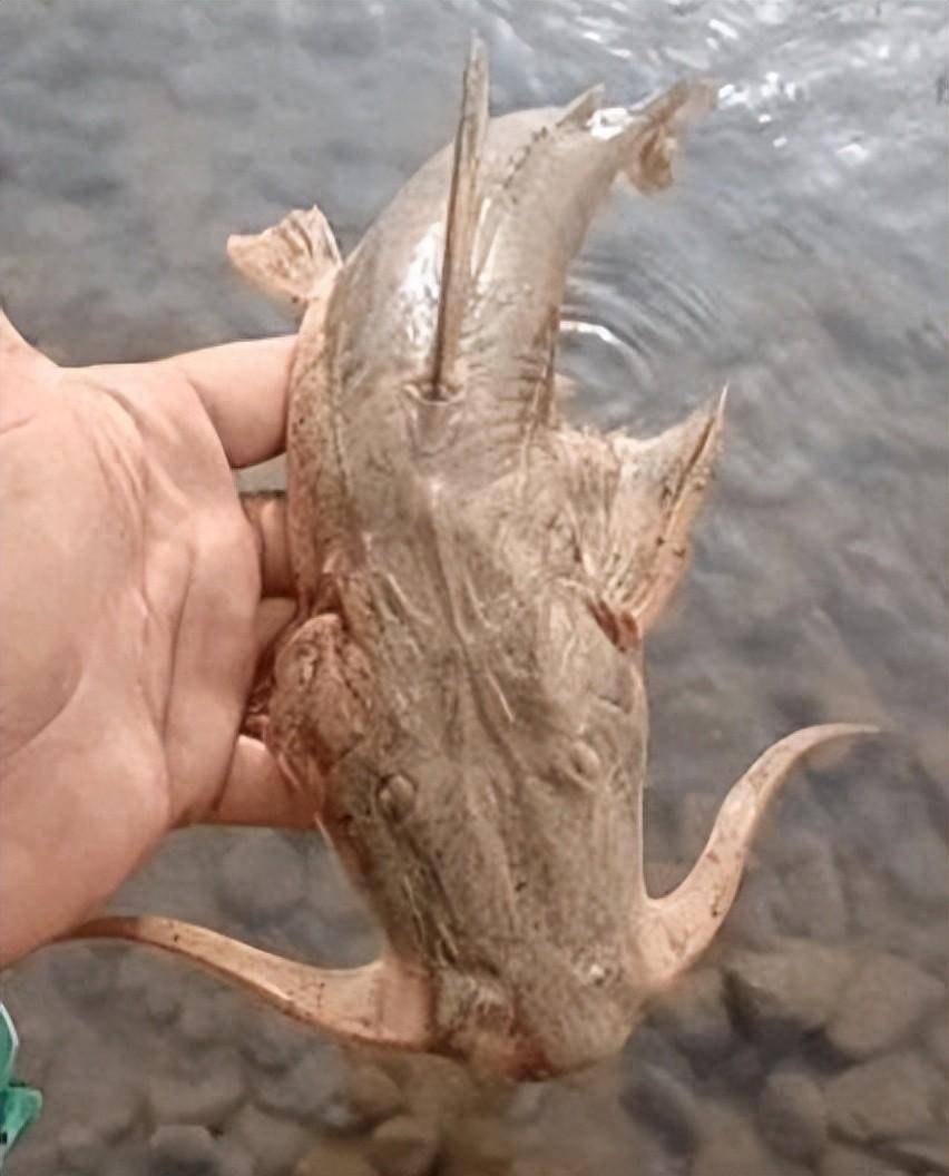 网友:马上放了!_物种_郑先生_鲶鱼