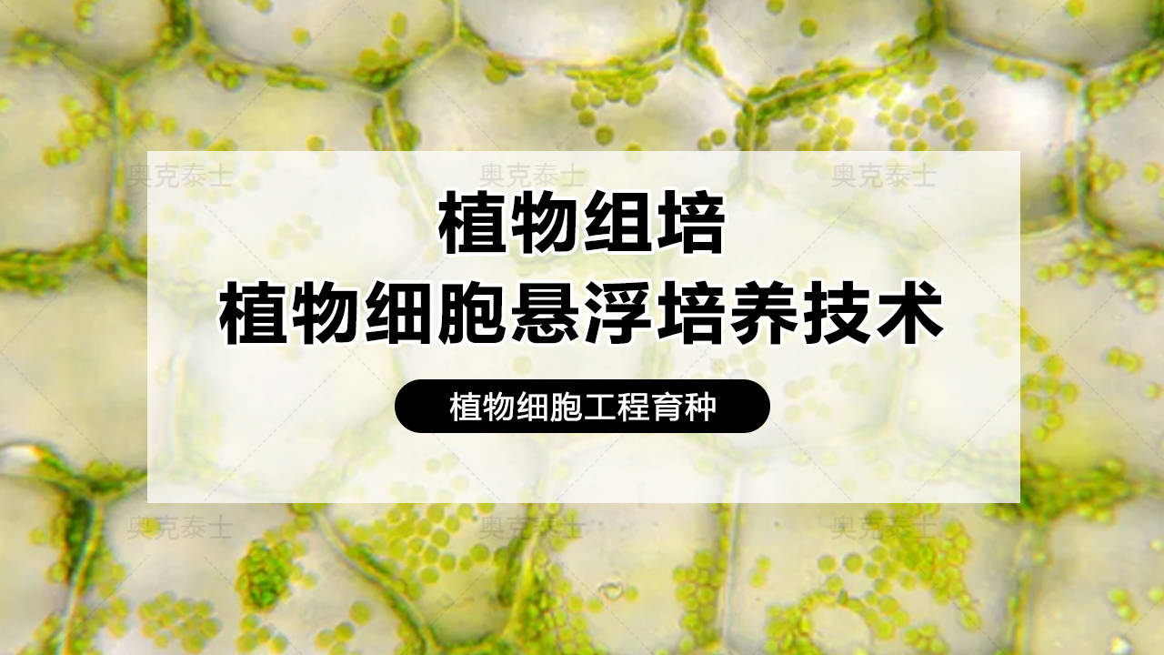 植物细胞工程育种:植物细胞悬浮培养技术