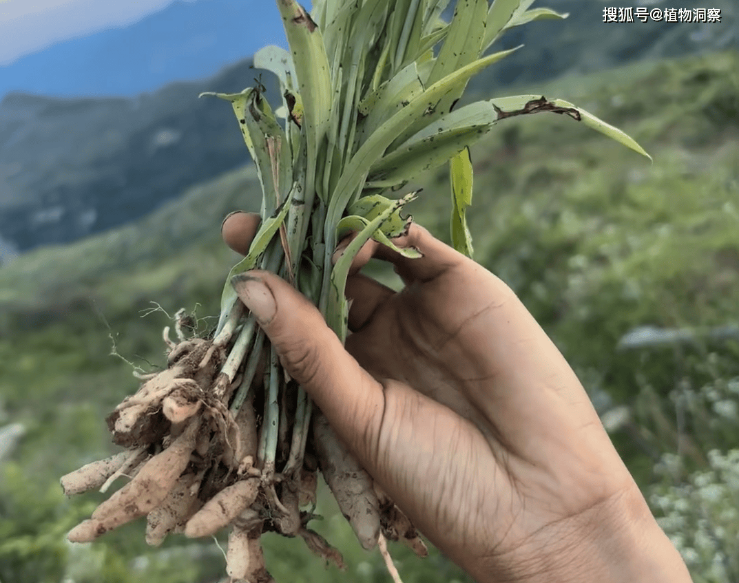 双肾草根部图片图片