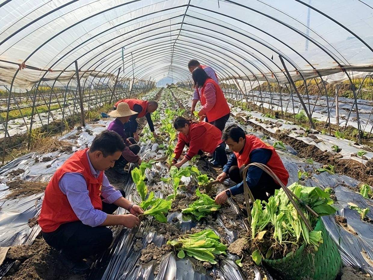 浙江长兴：志愿者助农移栽菜苗暖民心