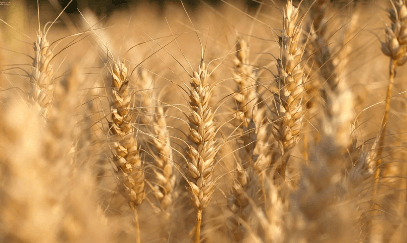 黔园春酒,封坛贡品传世酱香,窖藏精品诠释高端品味