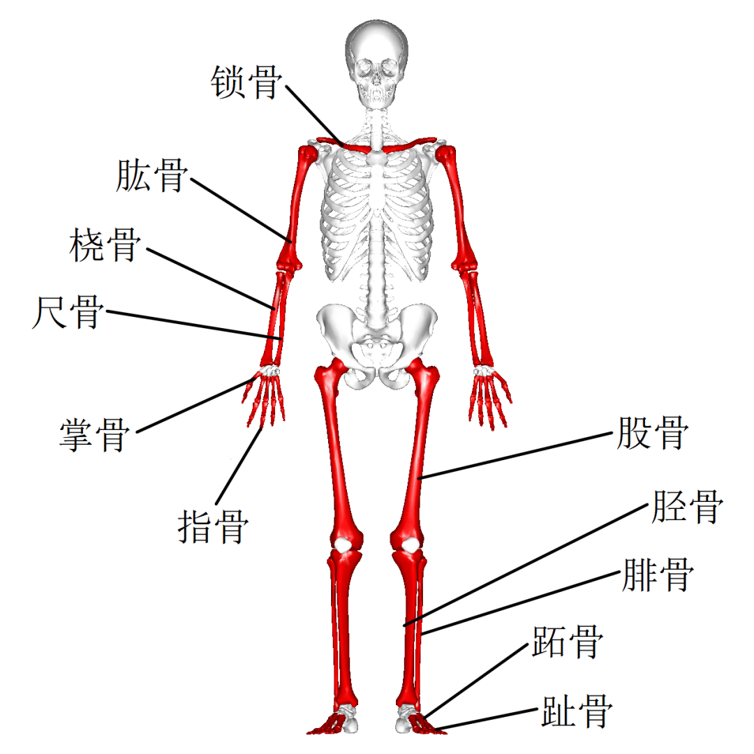 38骨相图解图片