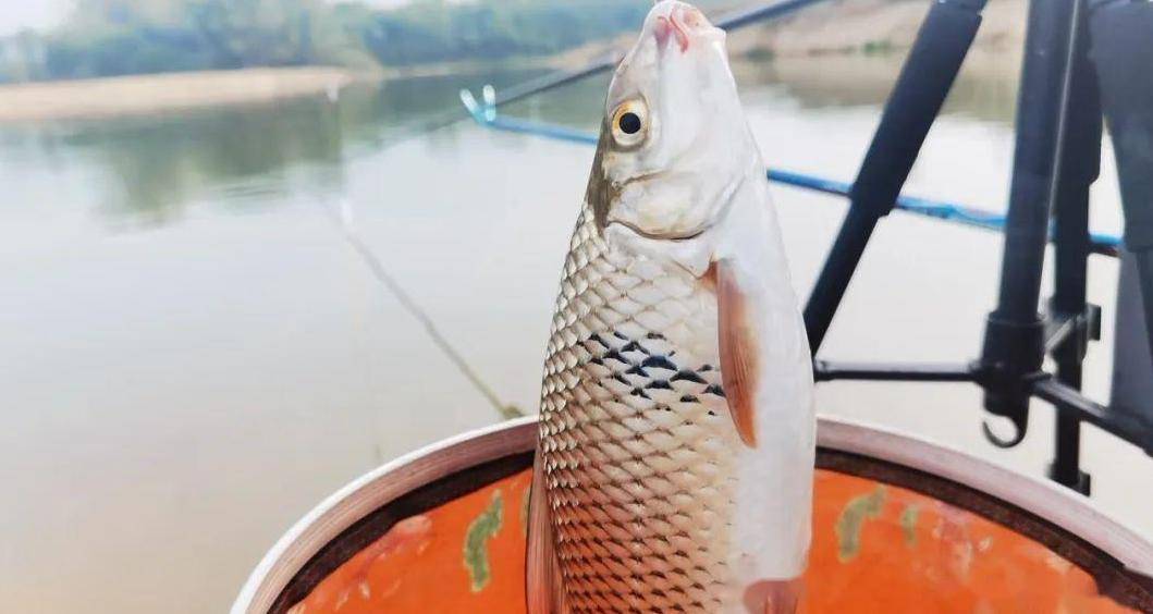 潮汕鲮箭鱼图片