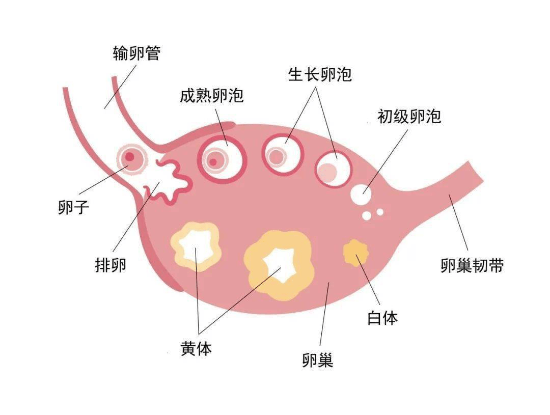 卵巢长什么样有多大图片