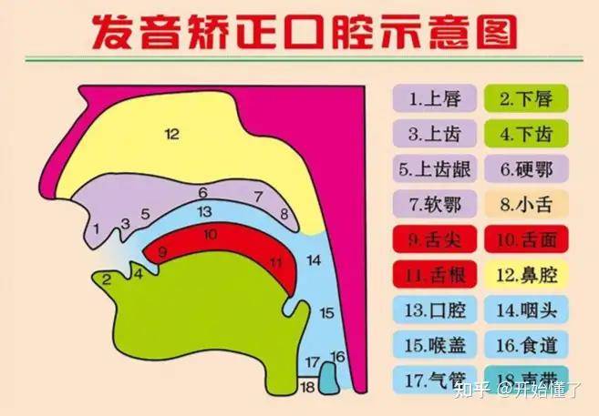 舌头顶硬腭图片