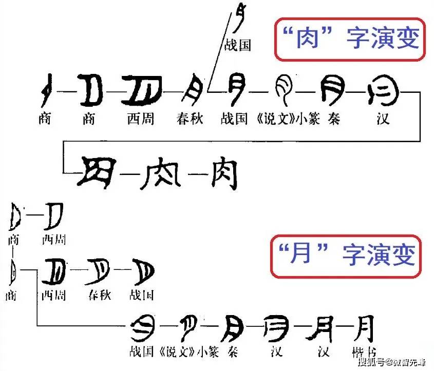 月字的演化过程图片