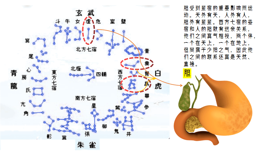 人体的十二正经之第十一条经络——胆经(一)_运动_胆汁_功能