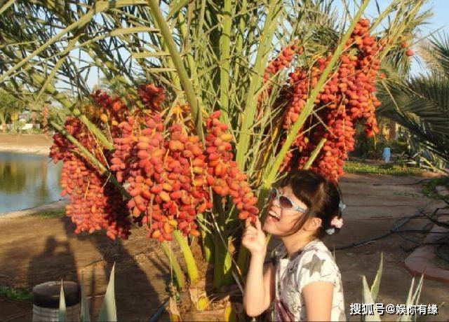 把它当作零食吃 在中国却没人稀罕 喜爱 迪拜土豪最 的水果