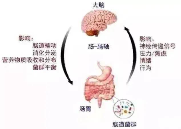 满脑肥肠和脑满肠肥图片