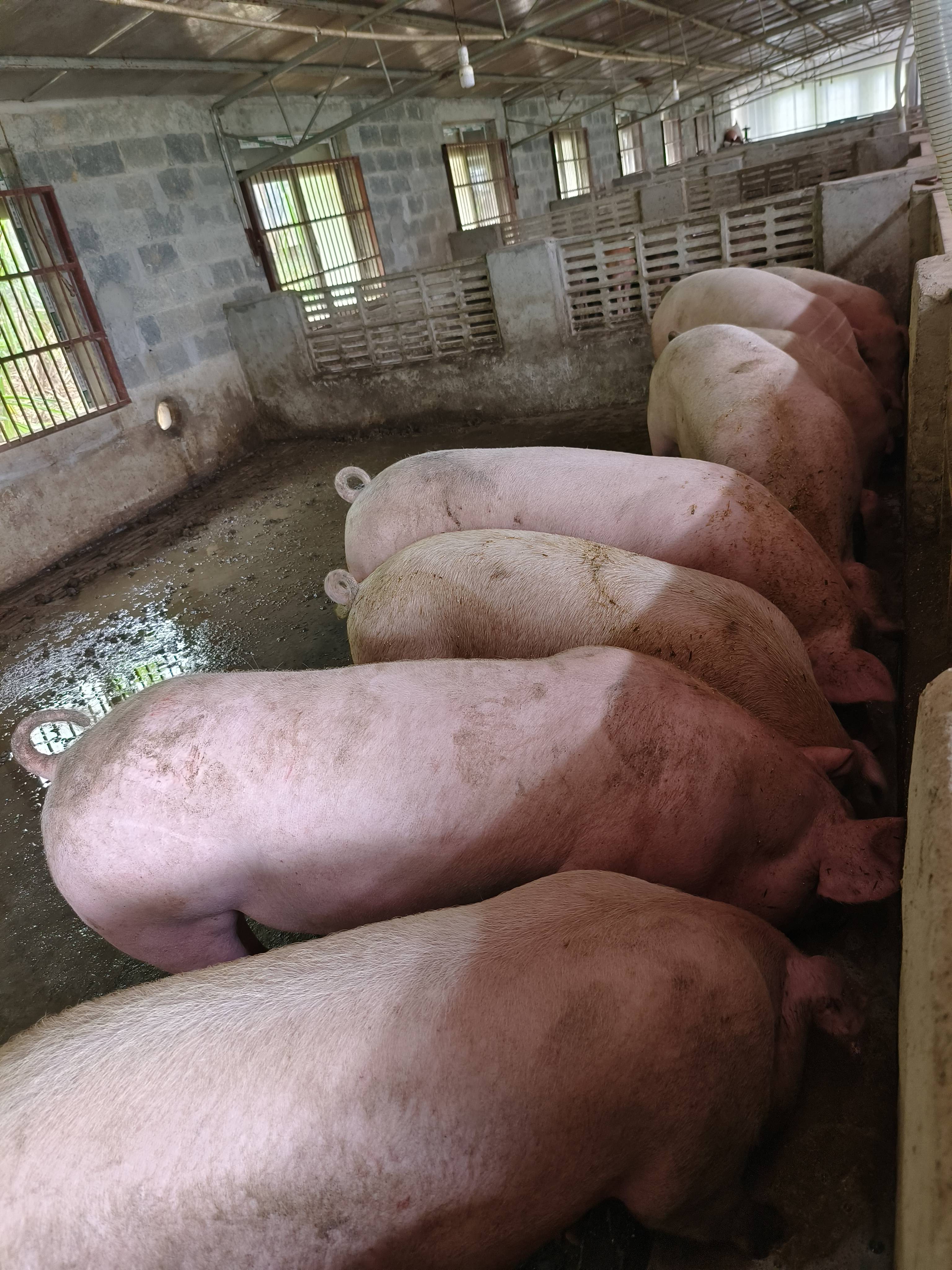 微生物发酵技术发酵滤泥养猪