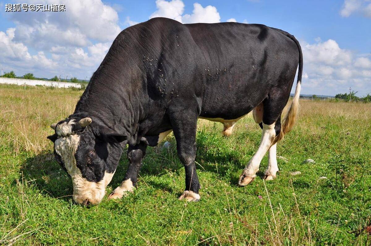 种公牛最大能长多大