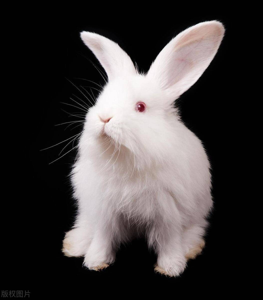 兔子_性格_共同生活