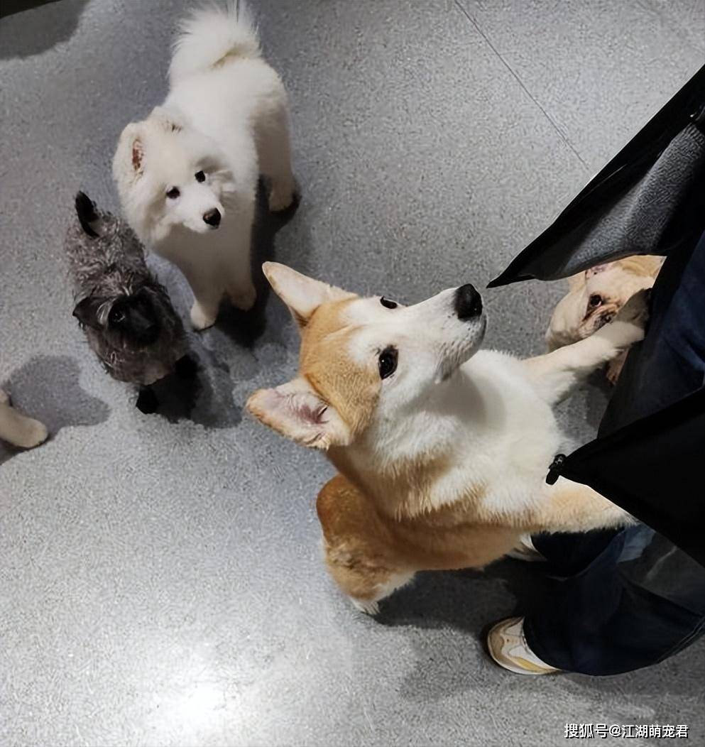 22 条狗狗表情包点子，即刻收藏| 狗、幽默、搞笑以及更多, image size:993x1052