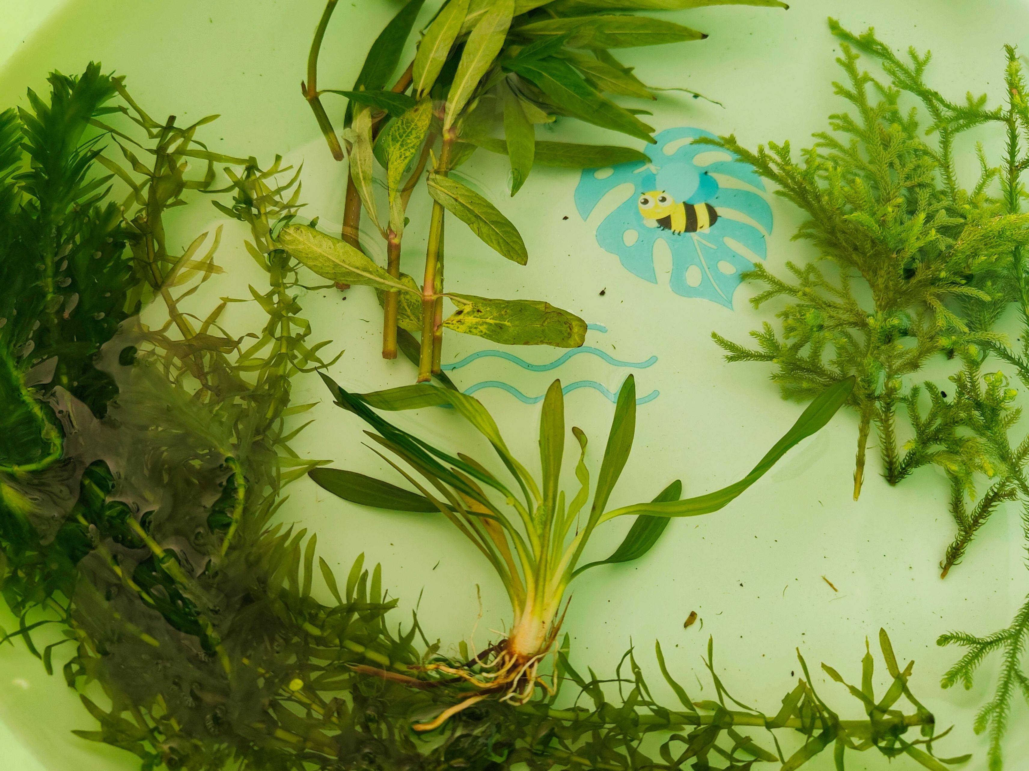 当贝智能鱼缸教你正确养鱼,一键搞定水流和投喂,养鱼如“摸鱼”一样轻松简单