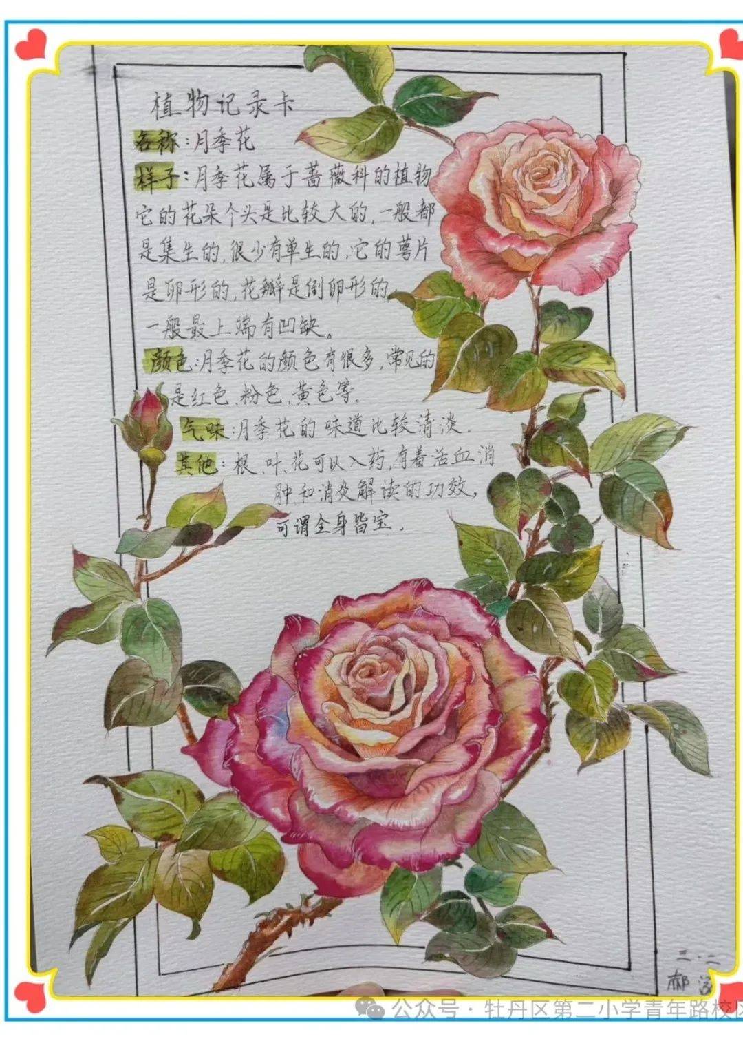 香韵月季 育美于心——牡丹区青年路小学学科融合特色课程