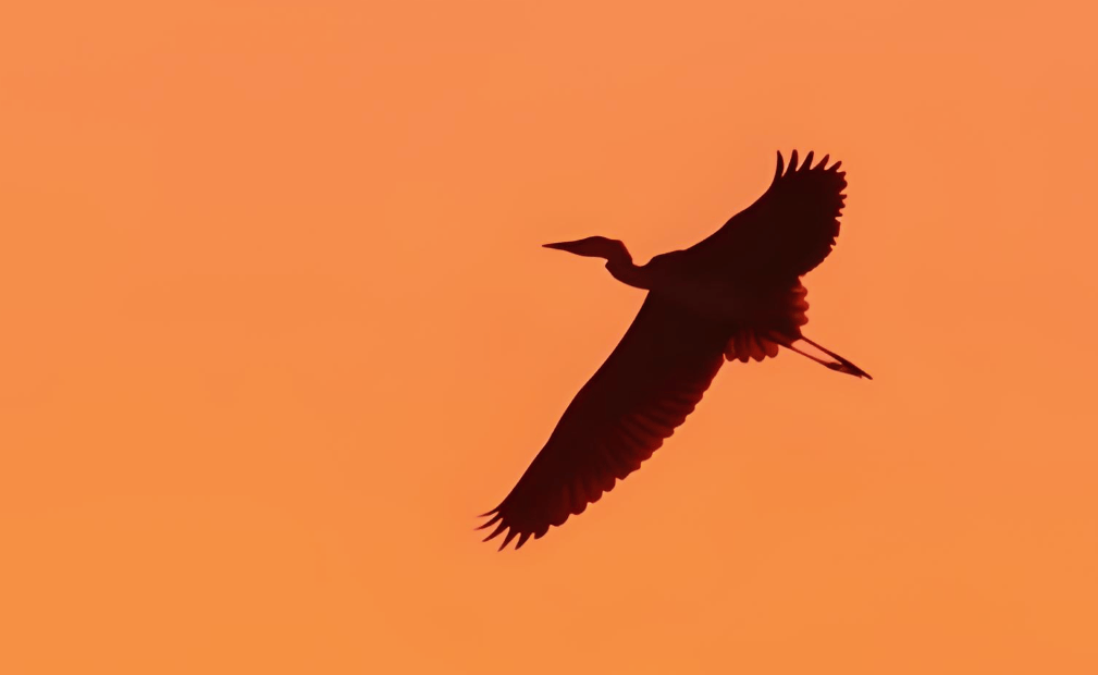 命里带孤鸾晚婚能化解吗,如何化解八字的孤鹜煞