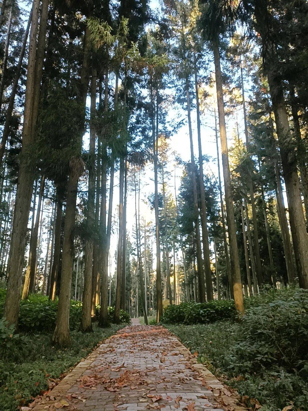 房在林中林中有房世外桃源隐居南川长青生态城森林康养