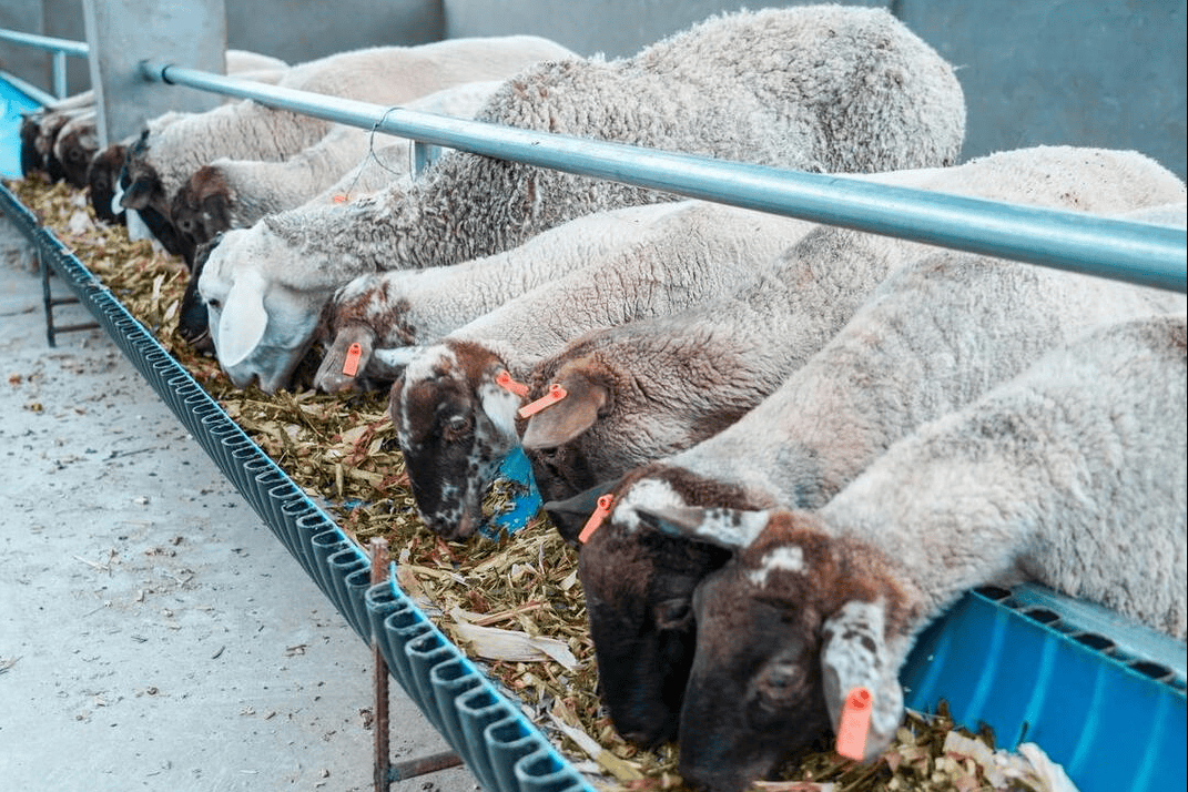 冬天羊吃什么牧草最好?冬天新鲜牧草上少,羊想长肥可以吃这些!