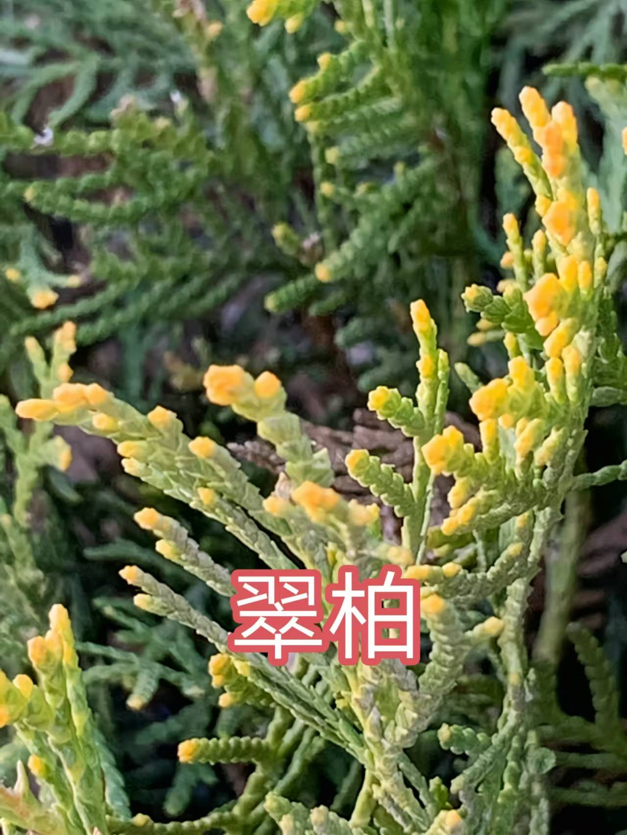 68种柏科植物,园林栽培的常用树种_柏木_高达_中国
