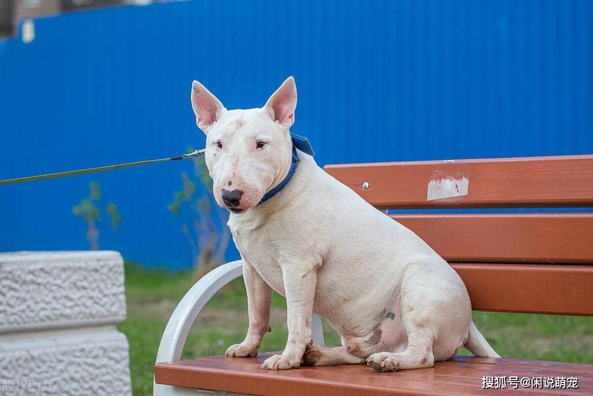 最凶猛的十大恶犬，个个性情凶狠，谁才是犬界霸主！_搜狐网, image size:1200x801