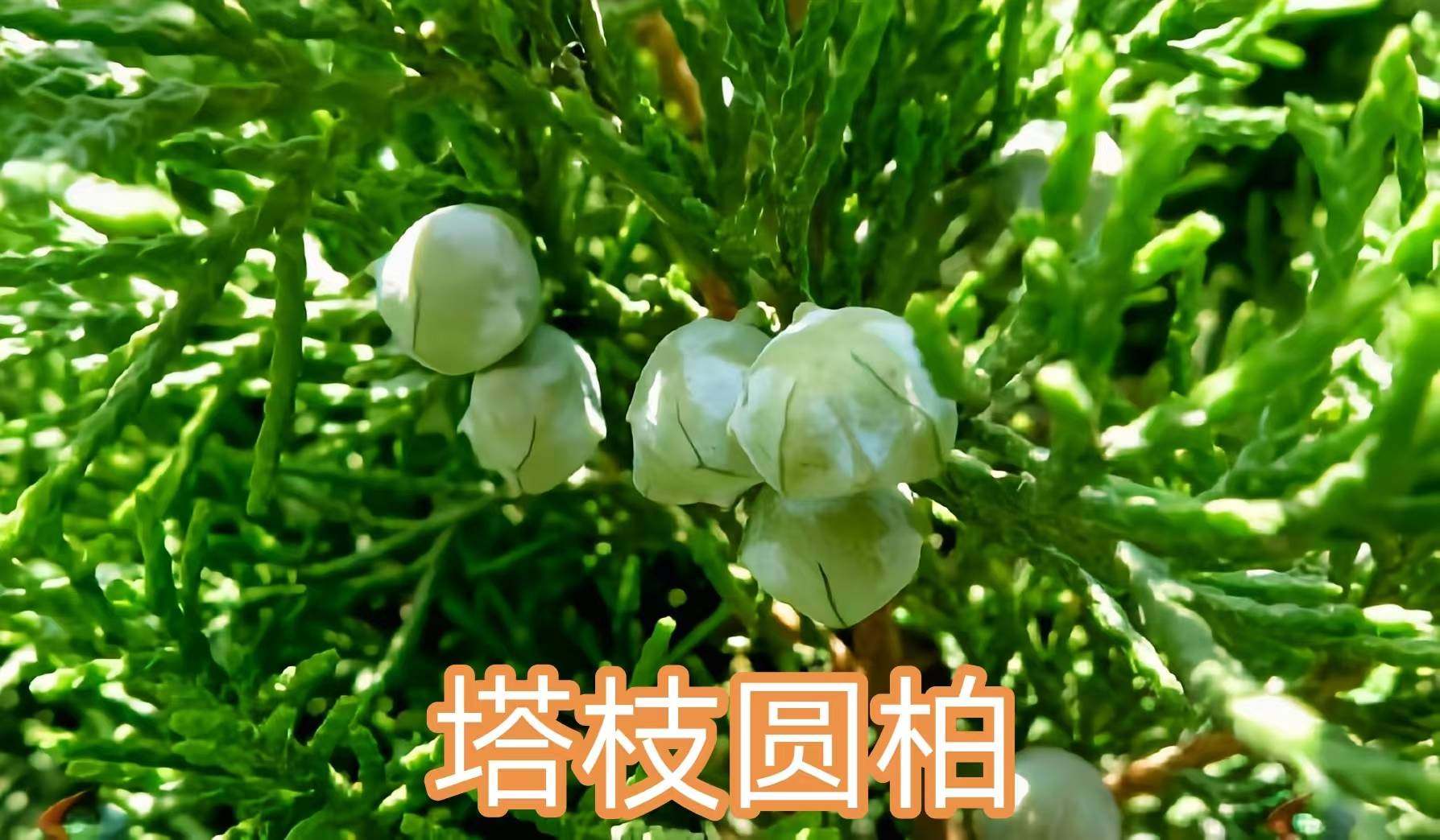 68种柏科植物，园林栽培的常用树种_柏木_高达_中国