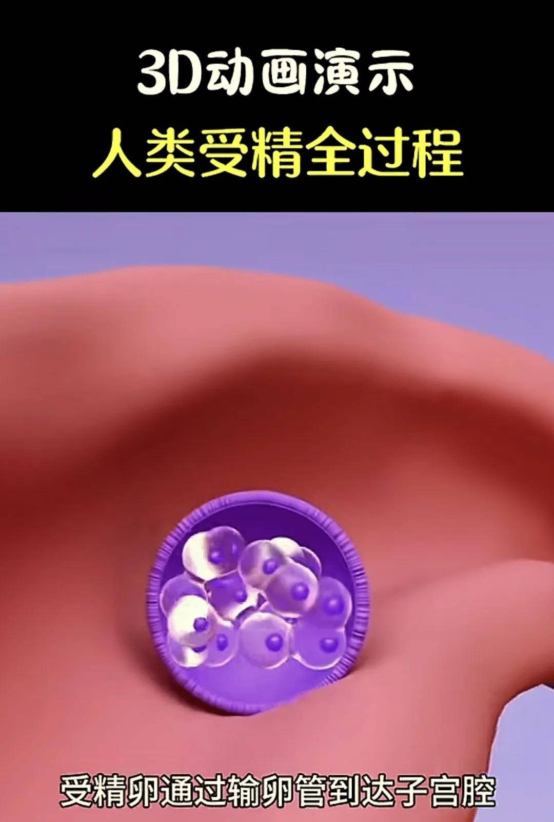 胎宝宝到底是咋形成呢？一组3D图告诉你,揭露生命的神奇