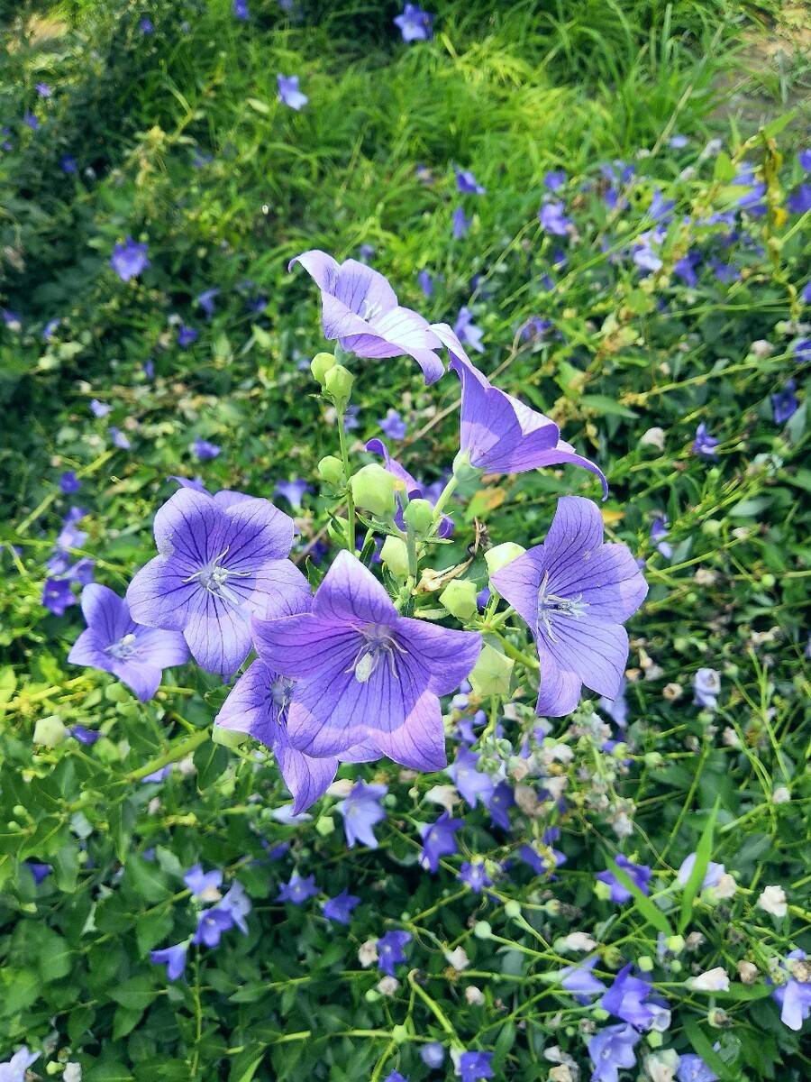 手把手教你认清中草药植物500种