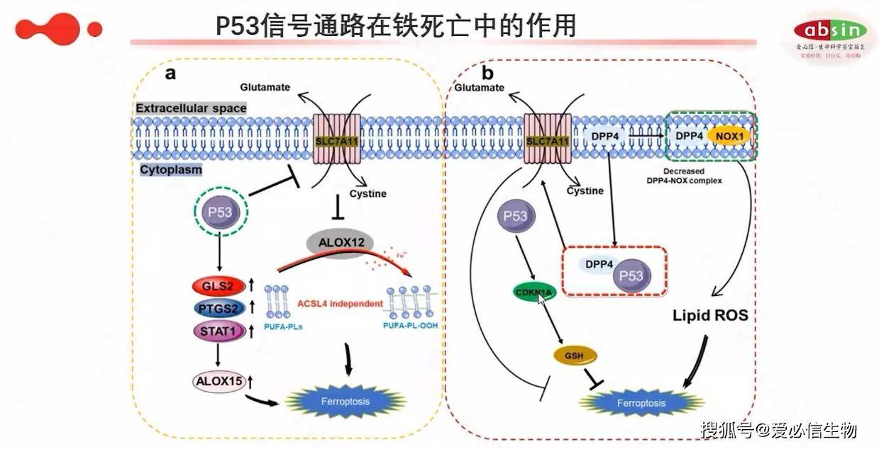 p53信号通路图片