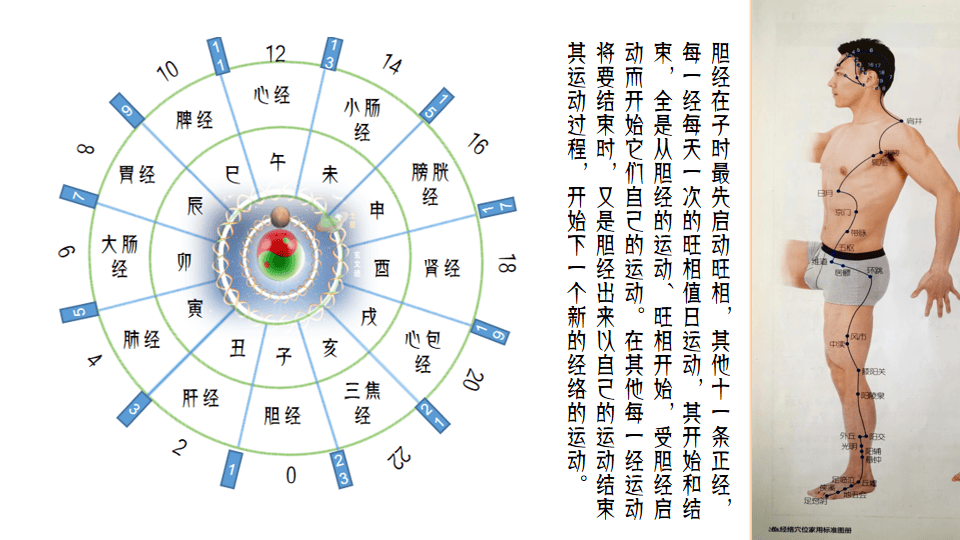 人体的十二正经之第十一条经络——胆经（七）_气血_运行_病理变化