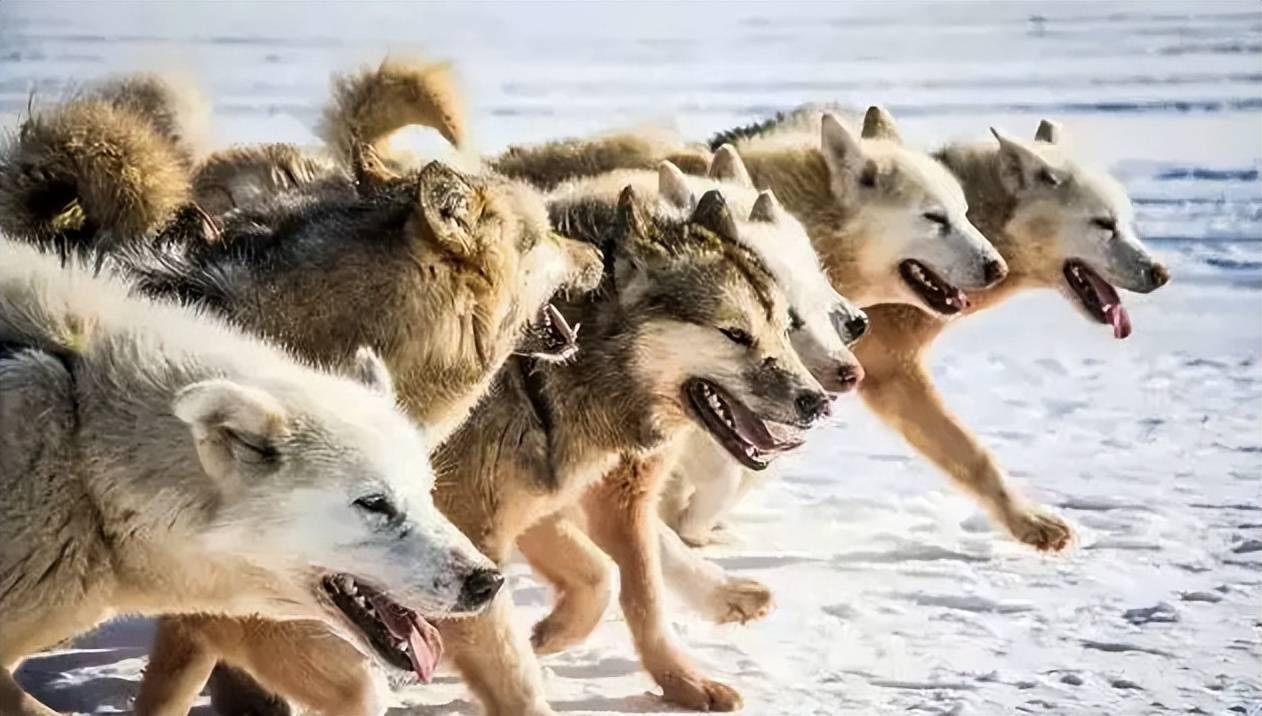 组团狩猎野鹿,景区:不下车就没危险